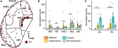 Changes in the dopaminergic circuitry and adult neurogenesis linked to reinforcement learning in corvids